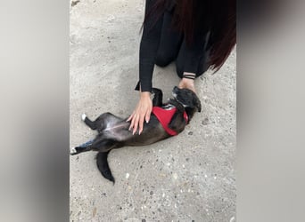 Pebbles - unsere kleine Wirbelmaus