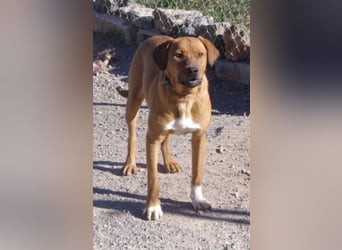 CHICA, Hündin, Boxer-Rhodesian Ridgeback-Mix, geb. ca. 09.2017, SH: ca. 55 - 60 cm, TH Sierra Nevada