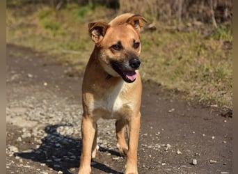 Borko S272 sucht ein ruhiges Zuhause