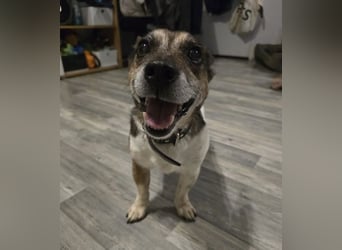 Milo - aktiver Senior sucht Zuhause