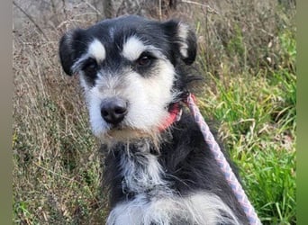 Schnauzer-Mix ♥Milo♥ ein aktiver, absoluter Herzens-Hund
