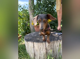 Piper, ein fröhliches Hundekind