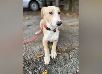 Balou, lieb und verspielt