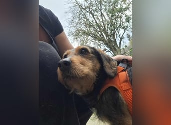 Zizi, kleine Dackel Dame möchte um die Wette flitzen