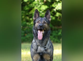 4 jähriger DSH in grau IGP 3, SV Papiere sucht ein neues zu Hause