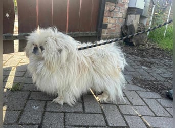 Frankie, geboren 2021, 29cm sucht sein Zuhause