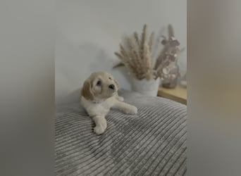 Cavapoo Welpen