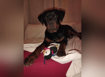 Axel, sucht eine aktive Familie….