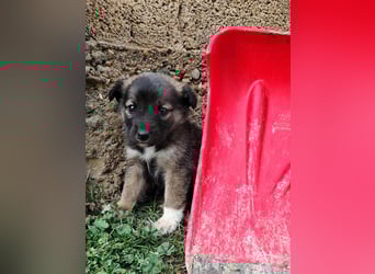 Buddy sucht sein Zuhause – Eine kleine Fellnase mit viel Charme