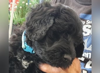 Portugiesischer Wasserhund-Welpe aus der Welpenkrippe®