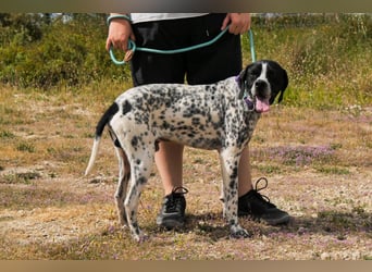 Pintas, Englischer Pointer, lieb und verträglich