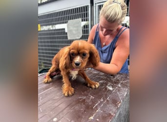 Monty, hübscher Cavalier King Charles Spaniel Rüde geb. 2024