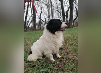 Forrest, geb. 01.02.2023, 38 cm, wartet auf ein tolles Hundeleben