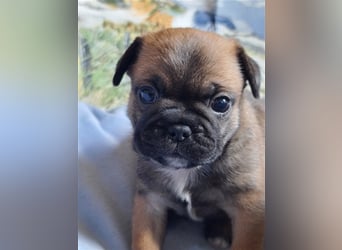 Allerliebste FROPS Kinder (Französische Bulldogge und Mops)