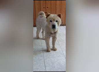 Chow-Chow Mädchen *Natascha* sucht das richtige Zuhause