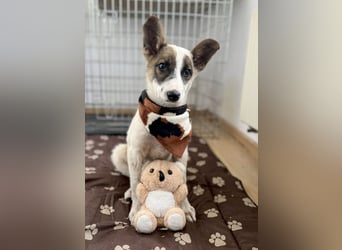 Süßer Leo sucht sein Zuhause
