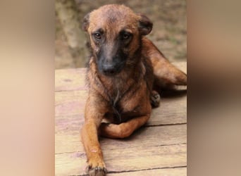 Bezaubernde Nisha sucht ihr Für-Immer-Zuhause