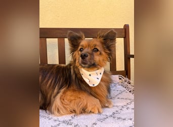 Buddy SR - sanfter Senior sucht liebevolles Gnadenplätzchen