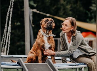 Bulldog Bonny (Tierschutz)