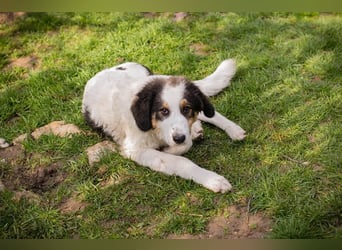 BOOMER - wer schenkt dem großen Jungen mit dem großen Herz ein liebevolles Zuhause?