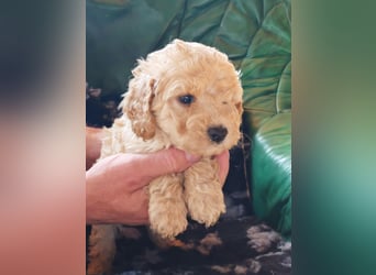 Wunderschöne Maltipoo Welpen