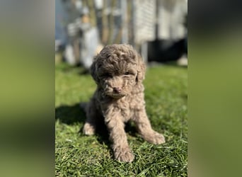 Rüde Pudel Welpen - Male Poodle Puppy