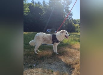 süße Retriever Mischlings Hündin Sally sucht ihre Menschen
