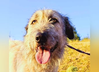 Monty – sanftmütiger, weiser, großer Bub sucht seine Menschen