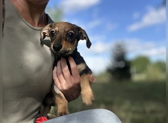 Chip 269814: Hundekind sucht ein Zuhause