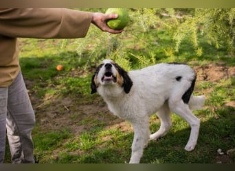 BOOMER - wer schenkt dem großen Jungen mit dem großen Herz ein liebevolles Zuhause?