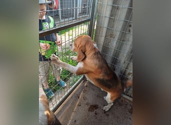 Nanook, freundlicher und aktiver Beagle, geb. 03/2022