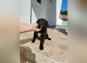 Welpe Joshi sucht ein Zuhause oder Pflegestelle, Hrvatski Ovcar, kroatischer Schäferhund
