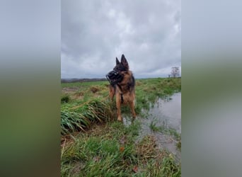 Zweite Chance für Schäfi Mike gesucht! (45257 Essen)