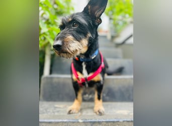 Emily- Powerhund mit Köpfchen sucht Neustart