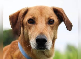 Vizsla-Mix-Rüde Bongo: schmusig und klug