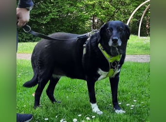 Dhalia - auf PS in 53797 Lohmar - liebe, freundliche Hundedame