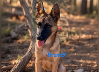 Bruno9 geb. 11/2024 (ESP) - sportlicher Malinois-Schäferhund-Mix Welpe!