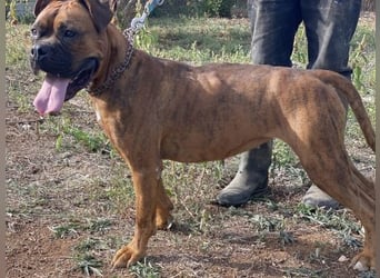 Boxermädel Ersi sucht ein aktives Zuhause.
