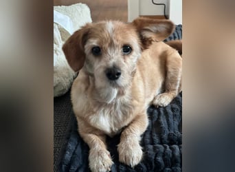 Lala sucht ein ruhiges Zuhause