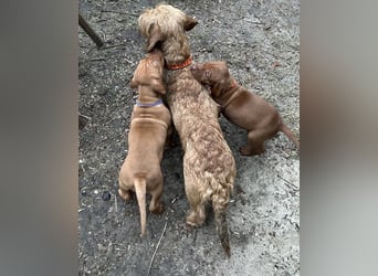 Magyar Vizsla aus Jagdlicher Leistungszucht. Ein Rüde sucht noch sein perfektes Zuhause