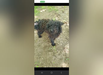 Guba-DG, Hütehund sucht Aufgabe!