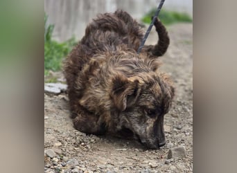 Wunderschön gestromtes Hundekind *Ylva* sucht ihr Zuhause für immer