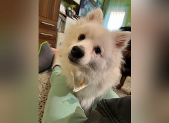 Louie SR – Ein kleiner Spitz mit großem Herz sucht sein Zuhause