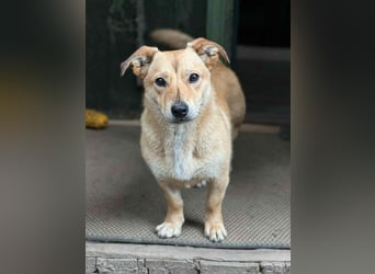 Sanfte Martha sucht ihr Zuhause