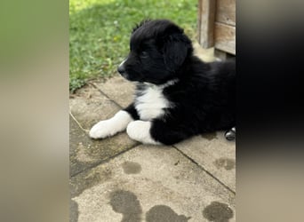 Australian Shepherd Welpen in  Black Bi