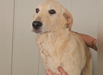 Cherise: ein kleiner Sonnenschein