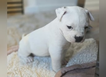 American Bulldog Welpen aus Hybrid/Standard Verpaarung ab Mitte Juni abzugeben, www.cocodin-bulls.de