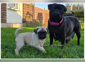 Mops Welpen