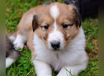 Colliewelpen aus über 40Jahren Zucht