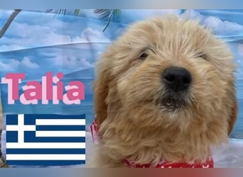 Talia, geb.01/25 - anhängliches Hundemädchen sucht ihre Familie